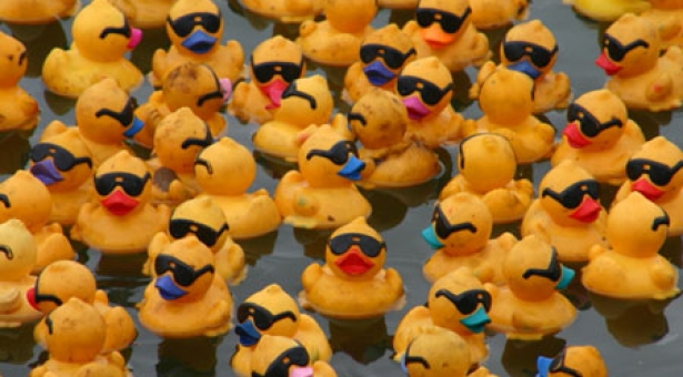 Une histoire de canards… Chatroulette. Une histoire de canards… Chatroulette.