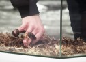 Jusqu’où iriez vous pour un Smartphone ? Jusqu’où iriez vous pour un Smartphone ?