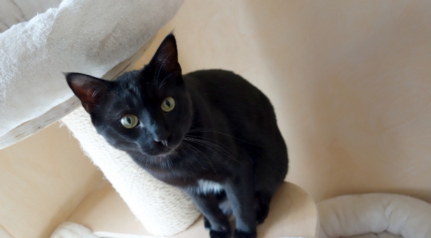 L’avis des gros chatons sur l’arbre à chat Natural Paradise XL ! L’avis des gros chatons sur l’arbre à chat Natural Paradise XL !