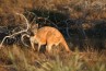 animaux australie
