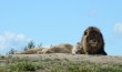 Lions