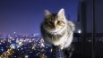 newyork-cat