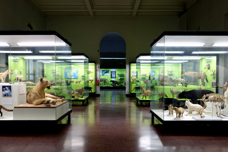 Museo civico di storia naturale Giacomo Doria