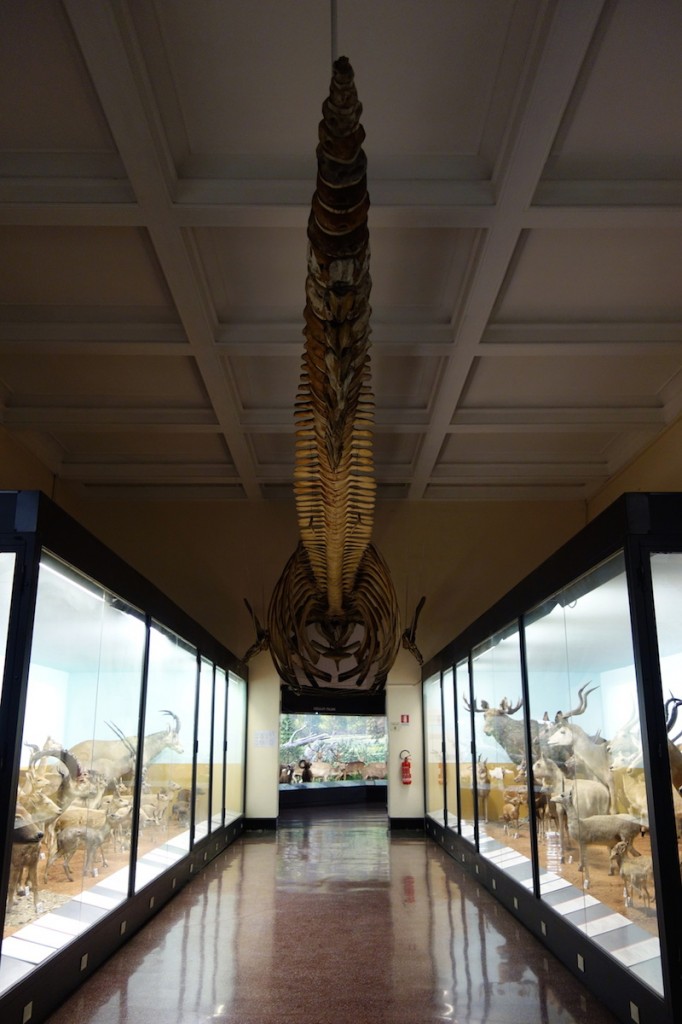 Museum histoire naturelle genes